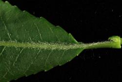 Salix daphnoides. Leaf base and petiole showing hairs persisting on midvein.
 Image: D. Glenny © Landcare Research 2020 CC BY 4.0